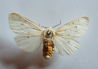 Spilosoma lubricipeda - White Ermine