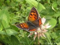 Lycaena phlaeas - Small Copper