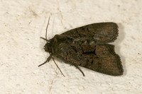 Oligia latruncula - Tawny Marbled Minor