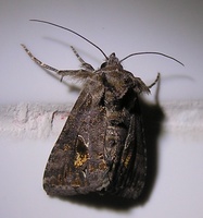 Ctenoplusia accentifera