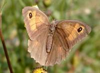 Maniola jurtina - Meadow Brown