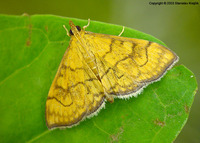 Anania verbascalis