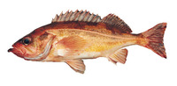 Sebastes alutus, Pacific ocean perch: fisheries, gamefish