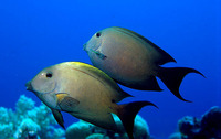 Ctenochaetus striatus, Striated surgeonfish: fisheries, aquarium