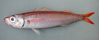 Centracanthus cirrus, Curled picarel: fisheries