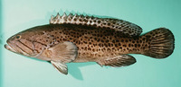 Epinephelus andersoni, Catface grouper: fisheries, gamefish