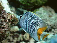 Chaetodon xanthurus, Pearlscale butterflyfish: aquarium