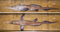 Rhinochimaera atlantica, Spearnose chimaera: