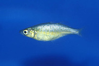 Glossolepis wanamensis, Lake Wanam rainbowfish: aquarium