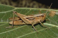 Chorthippus oschei