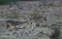 Image of: Canis aureus (golden jackal)