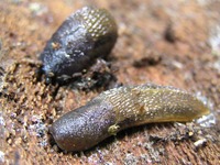Bielzia coerulans