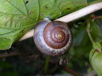 Fruticicola fruticum