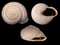 Dupotetia tigris albina