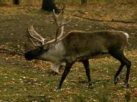 Image of: Rangifer tarandus (caribou)