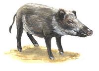 Image of: Sus scrofa (wild boar)