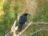 Corvus mellori - Little Raven