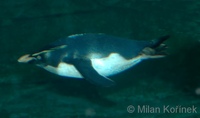 Eudyptes chrysocome - Rockhopper Penguin