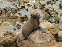 Arctocephalus forsteri - New Zealand Fur Seal