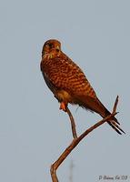 Image of: Falco tinnunculus (common kestrel)