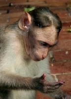 Macaca radiata - Bonnet Macaque