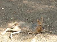 Dolichotis patagonum - Patagonian Mara