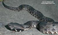 Image of: Porthidium lansbergii (Lansberg's hognose viper)