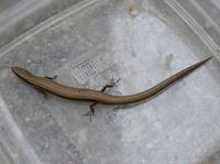 Ablepharus kitaibelii - Snake-eyed Skink