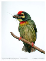 Coppersmith Barbet - Megalaima haemacephala