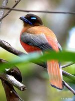 Scarlet-rumped Trogon - Harpactes duvaucelii