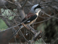 Bay-backed Shrike - Lanius vittatus