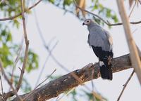 Madagascar Harrier-Hawk (Polyboroides radiatus) photo