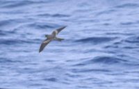 Tristram's (Sooty) Storm-Petrel (Oceanodroma tristrami) photo