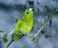 Green Parakeet (Aratinga holochlora) photo