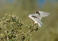 Black-shouldered Kite (Elanus caeruleus) photo