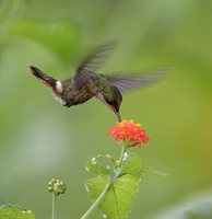 Tufted Coquette (Lophornis ornatus) photo