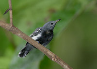 White-flanked Antwren (Myrmotherula axillaris) photo