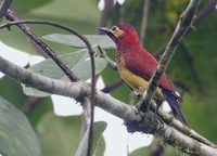 Crimson-mantled Woodpecker (Piculus rivolii) photo