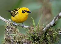Golden Tanager (Tangara arthus) photo