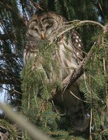 Barred Owl - Strix varia