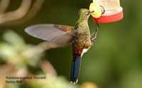 Rainbow-bearded Thornbill - Chalcostigma herrani