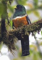 Orange-bellied Trogon - Trogon aurantiiventris