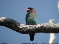 Dollarbird - Eurystomus orientalis