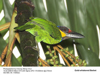 Gold-whiskered Barbet - Megalaima chrysopogon