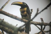 Many-banded Aracari - Pteroglossus pluricinctus