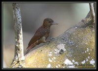 Red-rumped Woodpecker - Veniliornis kirkii