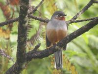 Rufous-throated Solitaire - Myadestes genibarbis