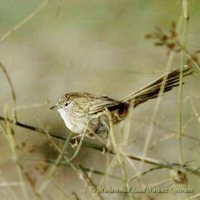 Rufous-vented Prinia - Prinia burnesii