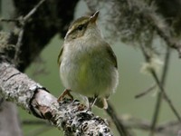 Chinese Leaf-Warbler - Phylloscopus yunnanensis