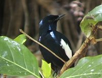 Seychelles Magpie-Robin - Copsychus sechellarum